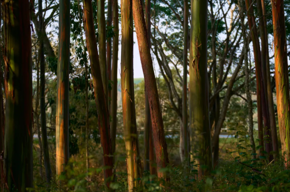 The Download: the risk of falling space debris, and how to debunk a conspiracy theory