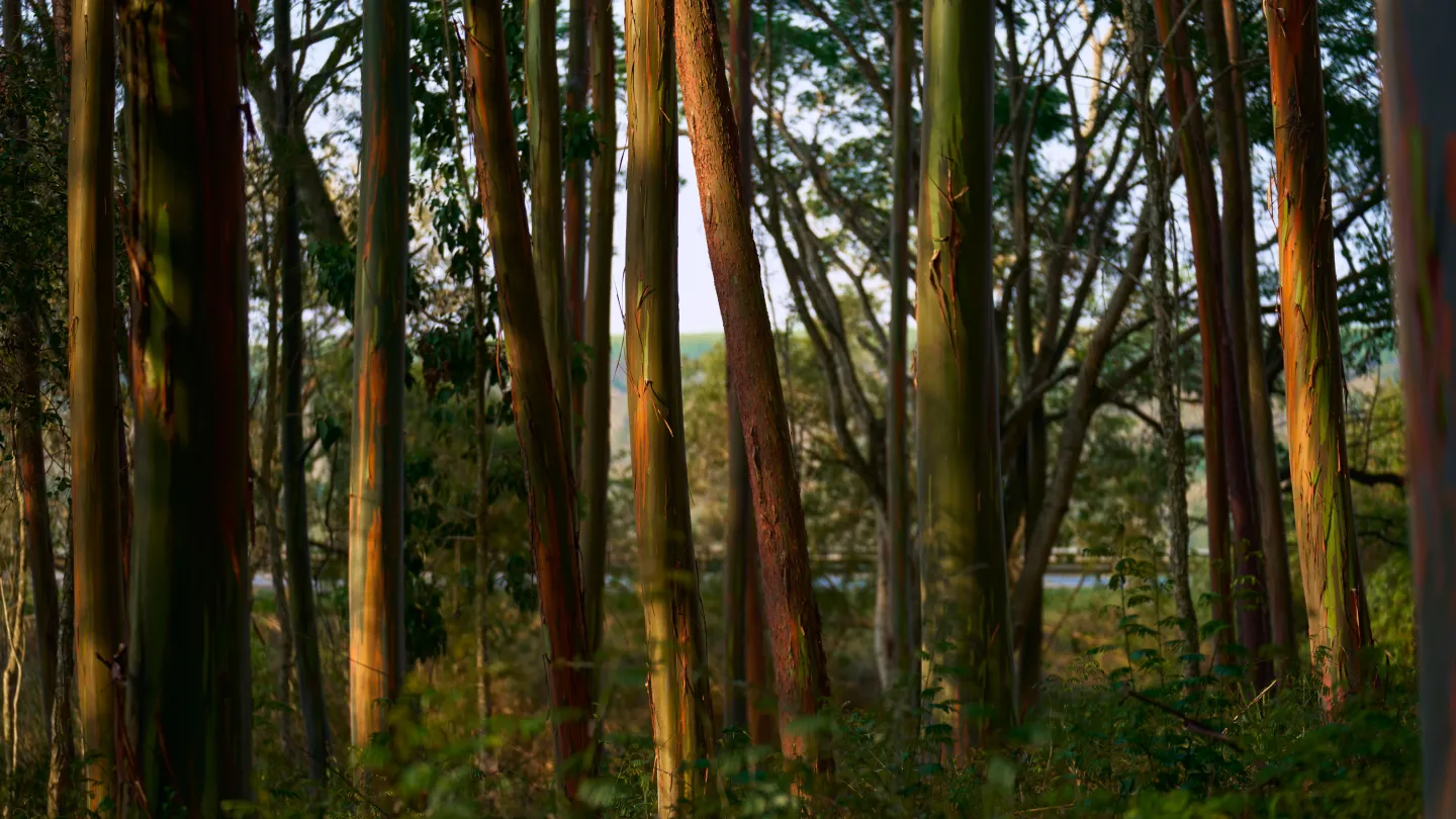 The Download: the risk of falling space debris, and how to debunk a conspiracy theory