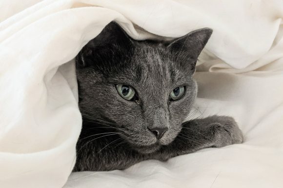 Using big data for good